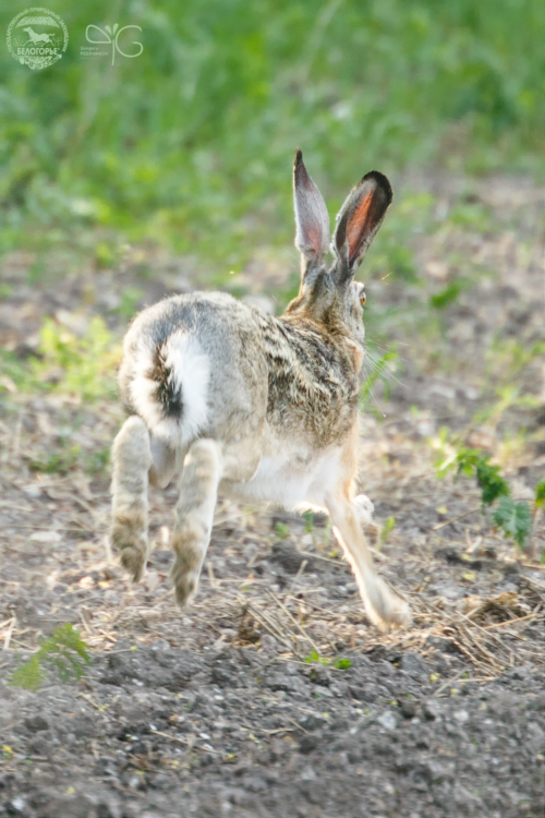 Заяц русак (Lepus europaeus)