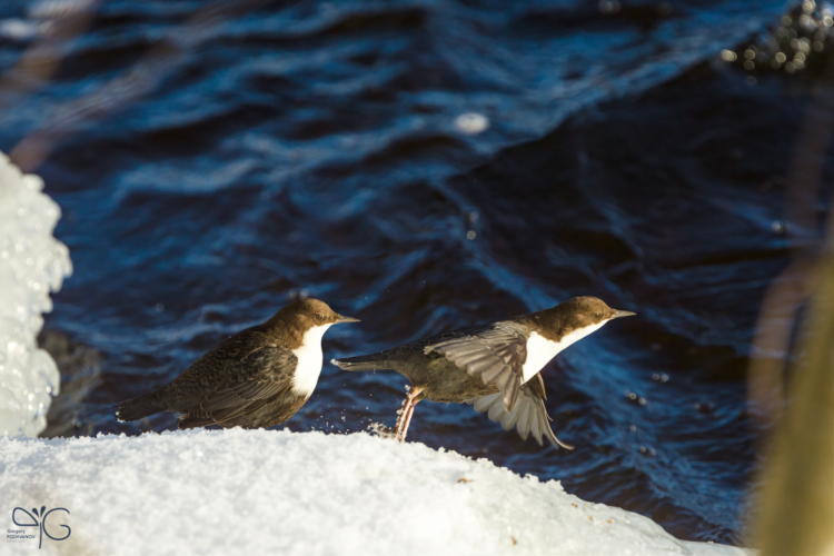 Оляпка, Cinclus cinclus