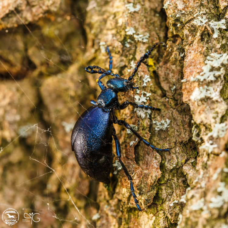 Жук майка | Oil beetle (Meloe proscarabaeus)