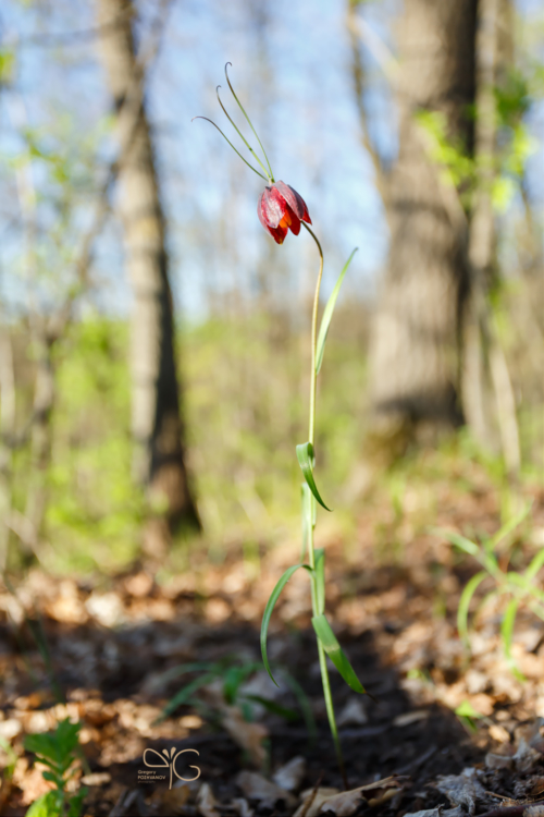 Рябчик русский, Fritillaria ruthenica