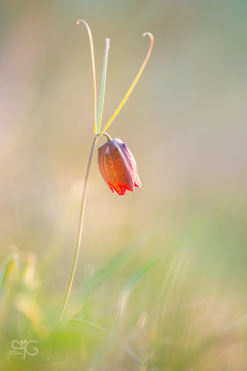 Рябчик русский, Fritillaria ruthenica