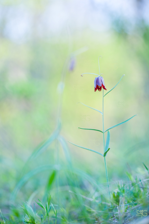 Рябчик русский, Fritillaria ruthenica