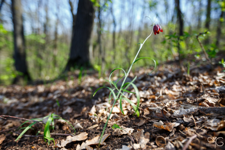 Рябчик русский, Fritillaria ruthenica
