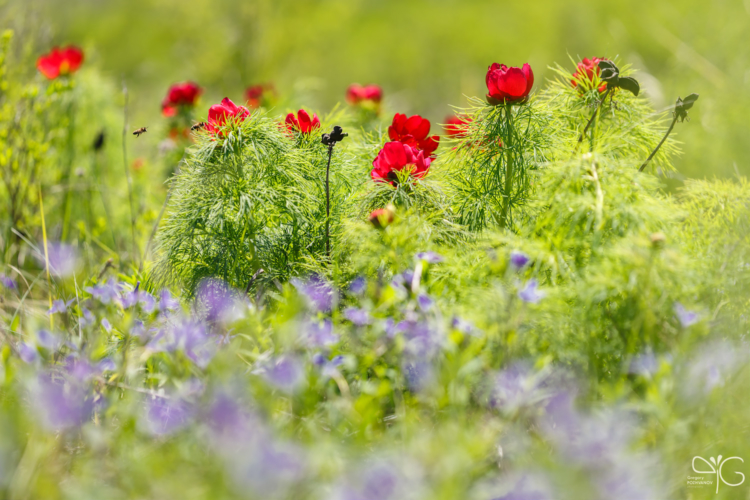 Пион тонколистный, Paeonia tenuifolia