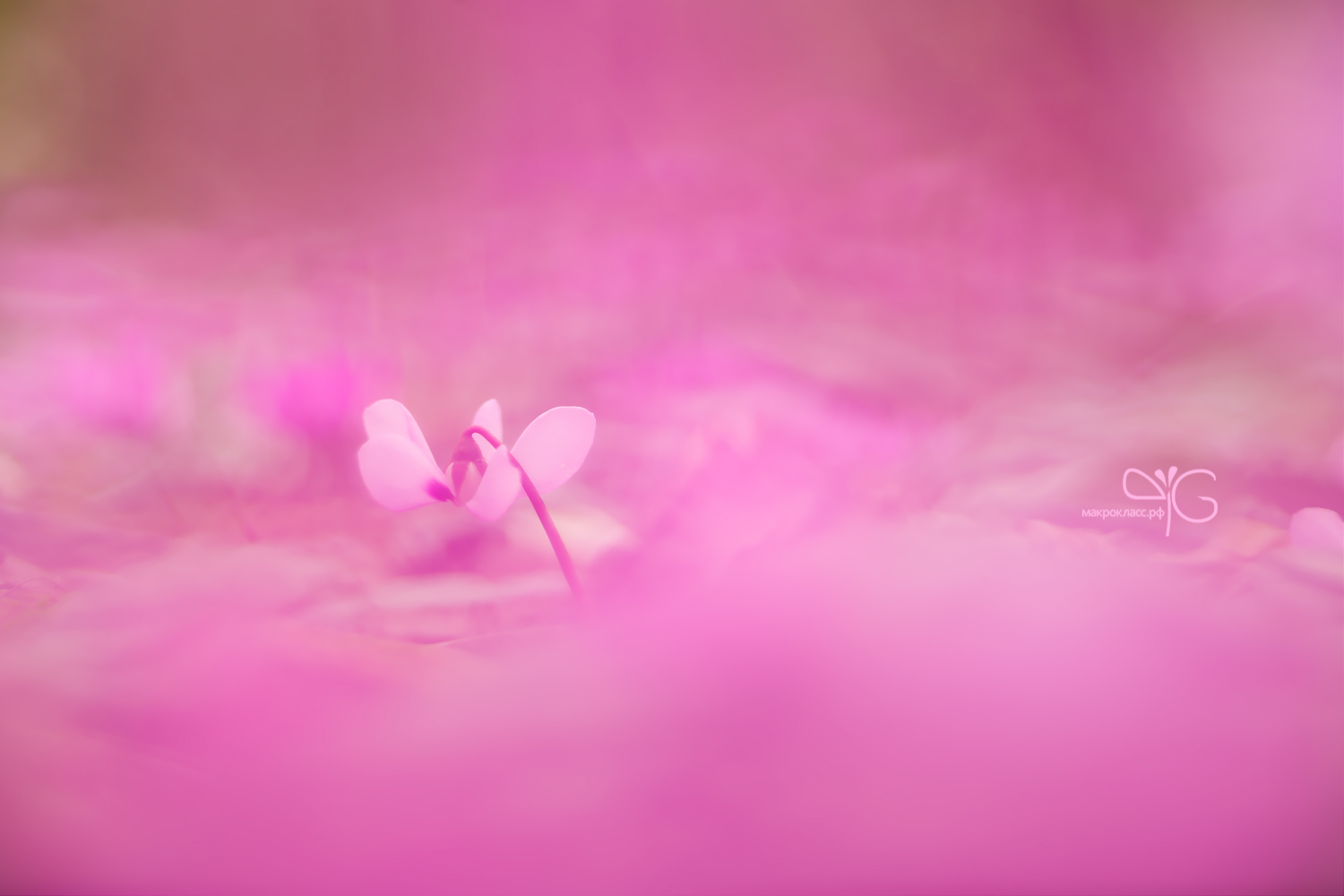 Цикламен в розовых облаках