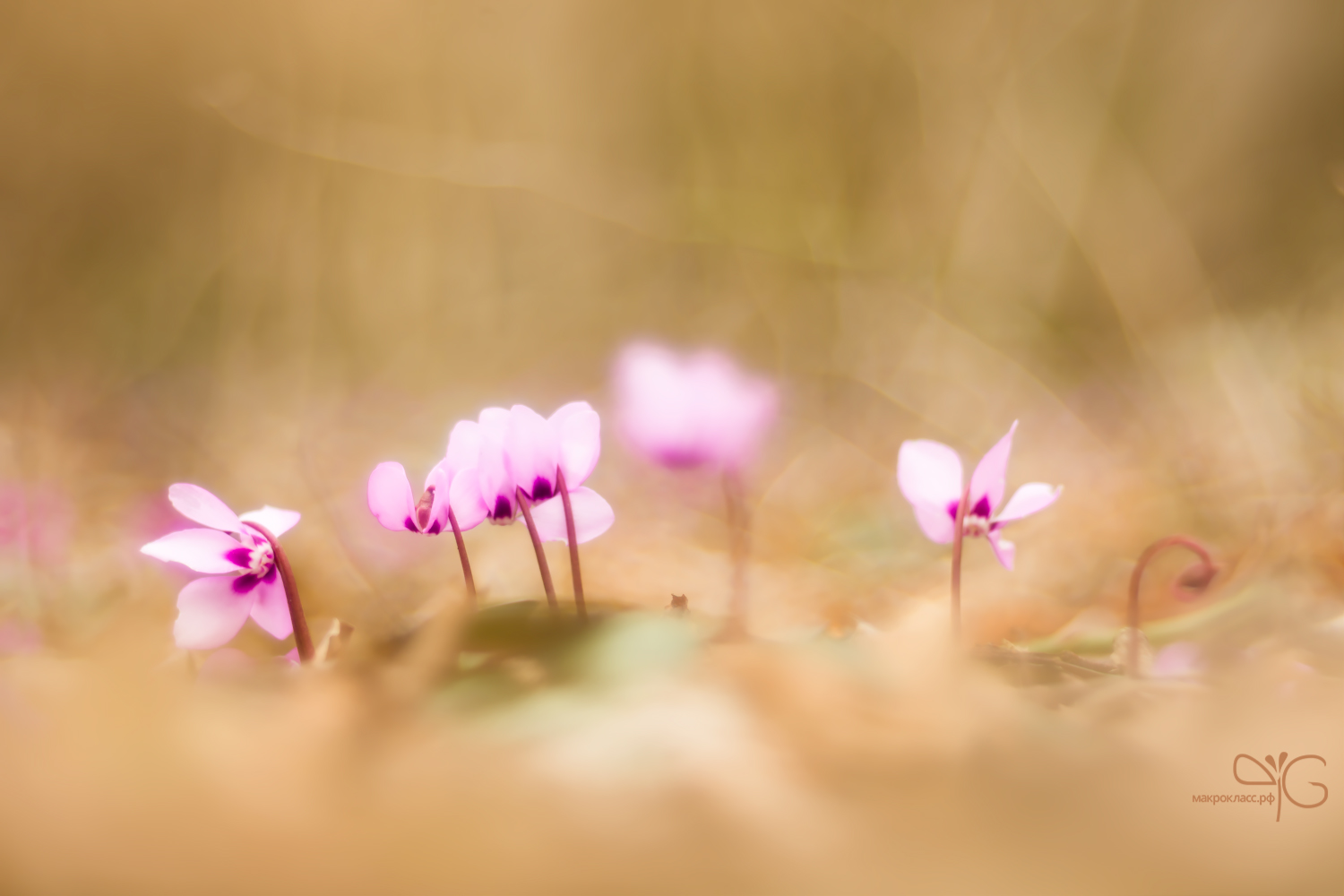 Little pink cuties at a nowhere lawn