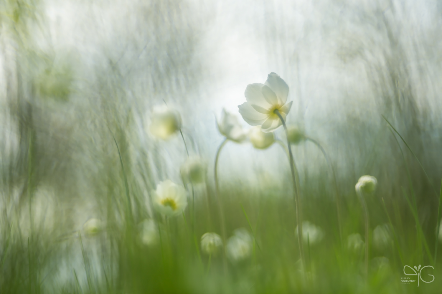 Светлая – к белому свету | Anemone nemorosa, ветреница дубравная