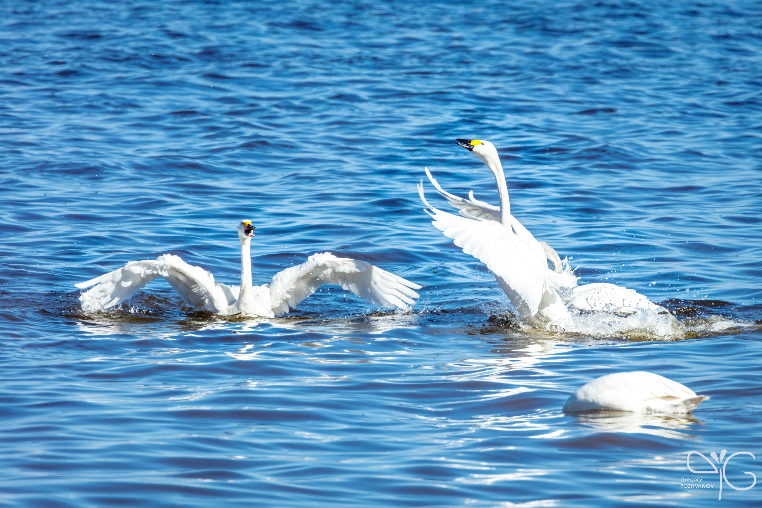 Swan fights | Gulf of Finland, Lebyazhje, April 2016