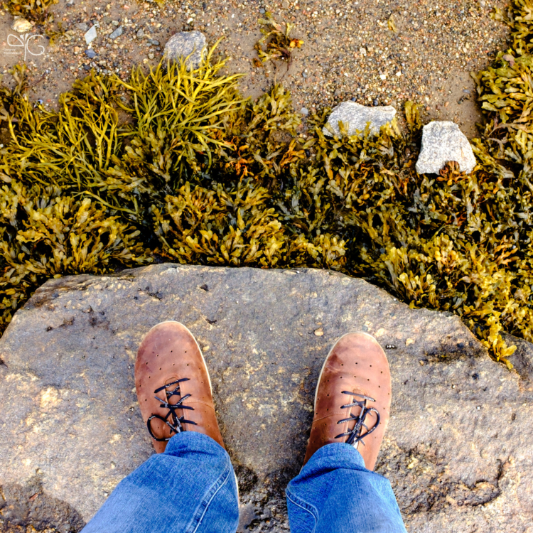 Старые кожаные кроссовки, камни, фукус | Old leather sneakers, fucus algae and pebbles