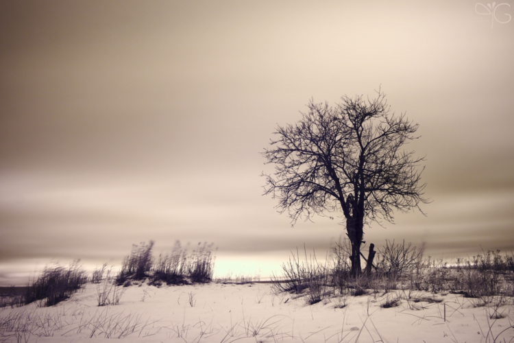 Depressive scenery, Gulf of Finland, LO | Депрессивный пейзаж, Финский залив, ЛО — 22385