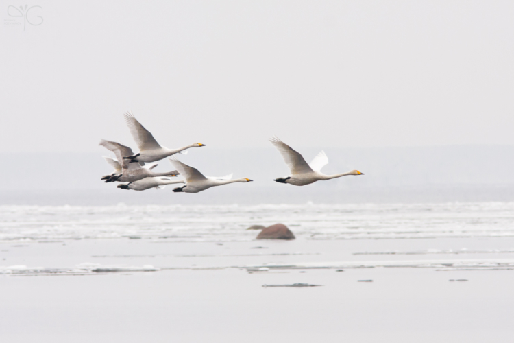 Swans above the waters of Gulf of Finland, LO | Лебеди на пролёте над Финским заливом — 58318