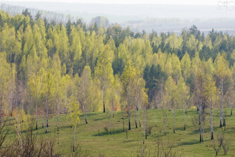 Glades of our motherland, Belogorie reserve | Поляны нашей Родины, заповедник Белогорье — 60498