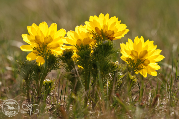 Adonis vernalis