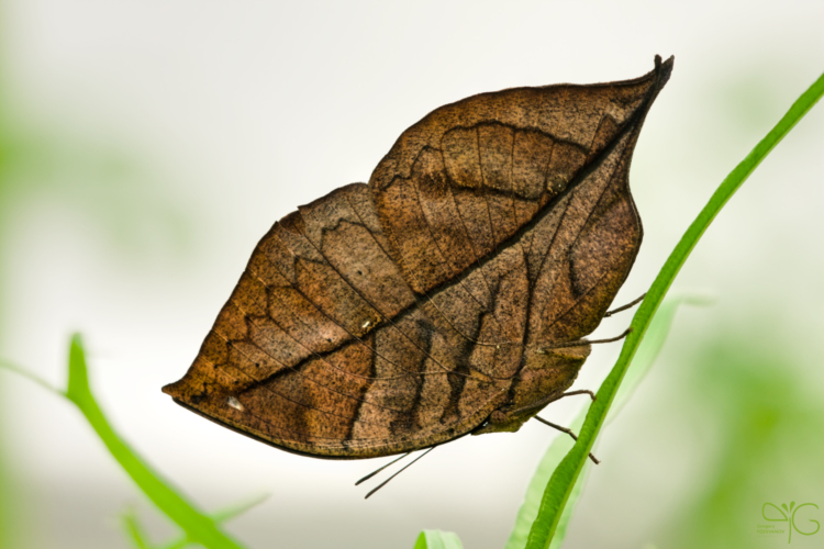 Kallima paralecta butterfly on fern | Бабочка-листик на папоротнике — 80559