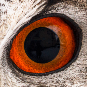 Eagle-owl | Филин — 117623