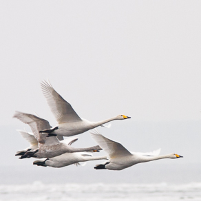 Swans above the waters of Gulf of Finland, LO | Лебеди на пролёте над Финским заливом — 58318