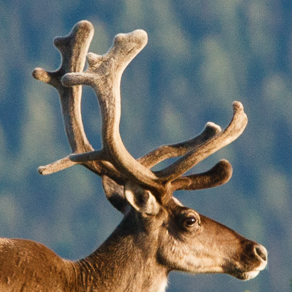 Deer running on the top of Bear mountain, Pechora-Ilych reserve | Олень, бегущий по горе Медвежья, Печоро-Илычский заповедник — 79408