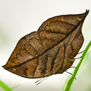 Kallima paralecta butterfly on fern | Бабочка-листик на папоротнике — 80559