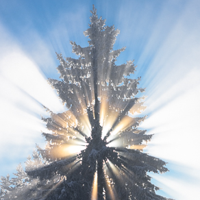 Spruce tree in frosty fog, Vuoksa river, LO | Ель в морозном тумане, Вуокса, ЛО — 89987